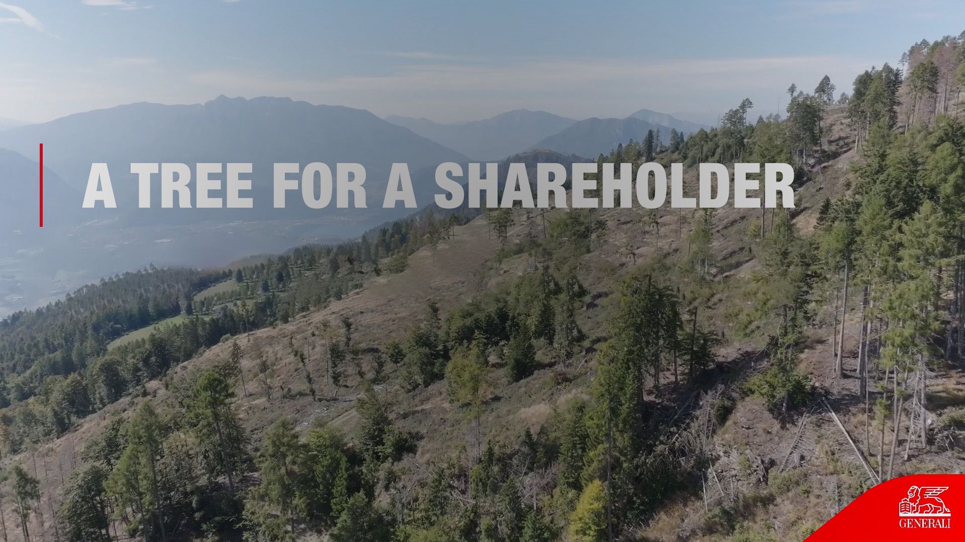 Video - A tree for a shareholder